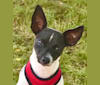 Scout, a Rat Terrier tested with EmbarkVet.com