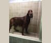 Emmet, an Irish Setter tested with EmbarkVet.com
