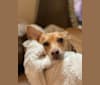 Willa, a Chihuahua and Shetland Sheepdog mix tested with EmbarkVet.com