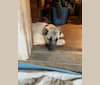 Wolf House Kimba, an Anatolian Shepherd Dog tested with EmbarkVet.com
