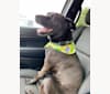 Tibby Moore, a Labrador Retriever and Staffordshire Terrier mix tested with EmbarkVet.com