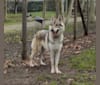 Photo of Prince of the Wolves Wild Instinct Kennel, a Czechoslovakian Vlcak  in Viterbo, VT, Italy