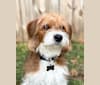 Photo of Watson, a Beagle, Poodle (Small), and Poodle (Standard) mix in Belleville, Pennsylvania, USA