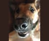 Juke, a German Shepherd Dog and Great Pyrenees mix tested with EmbarkVet.com