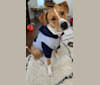 Ronan, an American Pit Bull Terrier and Siberian Husky mix tested with EmbarkVet.com