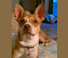 Photo of Farah, a Chihuahua, American Pit Bull Terrier, and Chow Chow mix in San Antonio, Texas, USA