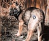 Photo of Grimm, a Siberian Husky  in Tremonton, UT, USA