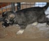 Jormu, a German Shepherd Dog and Alaskan Malamute mix tested with EmbarkVet.com