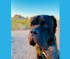 Obi, a Neapolitan Mastiff and Mastiff mix tested with EmbarkVet.com