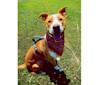 Boston, a German Shepherd Dog and American Pit Bull Terrier mix tested with EmbarkVet.com