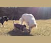 Photo of Walker, a Chow Chow, Labrador Retriever, German Shepherd Dog, Australian Cattle Dog, and Mixed mix in Cambridge, Massachusetts, USA