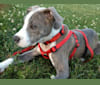 Rocko, an American Pit Bull Terrier tested with EmbarkVet.com
