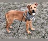 Hank, a Shetland Sheepdog and Cane Corso mix tested with EmbarkVet.com