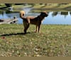 Ceasar, a German Shepherd Dog and Anatolian Shepherd Dog mix tested with EmbarkVet.com