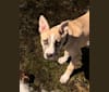Photo of Titan, a Siberian Husky, American Pit Bull Terrier, American Bulldog, and Australian Cattle Dog mix in Kentucky, USA