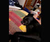 Saint, a Labrador Retriever and German Shepherd Dog mix tested with EmbarkVet.com