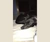 Photo of Dewey, a Bloodhound, German Shepherd Dog, Labrador Retriever, and American Bully mix in Kentucky, USA