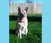 Libby, a German Shepherd Dog and Saint Bernard mix tested with EmbarkVet.com