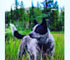 Trace, an Australian Cattle Dog and Koolie mix tested with EmbarkVet.com