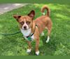 Tito, a Chihuahua and Poodle (Small) mix tested with EmbarkVet.com