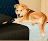 Dizzy, a Siberian Husky and Beagle mix tested with EmbarkVet.com
