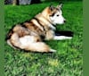 Betty, a Siberian Husky and German Shepherd Dog mix tested with EmbarkVet.com