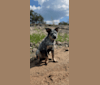 Concho Waylon Willis, an Australian Cattle Dog tested with EmbarkVet.com