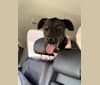Kobe, a Dogo Argentino and Doberman Pinscher mix tested with EmbarkVet.com