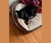 Rosco, a German Shepherd Dog and Labrador Retriever mix tested with EmbarkVet.com
