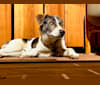 Milton, a Siberian Husky and Beagle mix tested with EmbarkVet.com