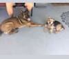 Yogi, a Chihuahua and German Shepherd Dog mix tested with EmbarkVet.com