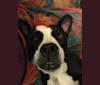 Frankie, an American Bulldog and American Pit Bull Terrier mix tested with EmbarkVet.com