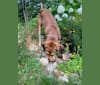 Photo of Hutch, a Cane Corso, Labrador Retriever, Rottweiler, and Mixed mix in Butts County, Georgia, USA