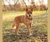 Vox, an Australian Cattle Dog and New Guinea Singing Dog mix tested with EmbarkVet.com