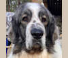 Photo of Chewbacca, a Pyrenean Mastiff  in France