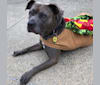 Photo of Raven, an American Pit Bull Terrier and American Staffordshire Terrier mix in Massillon, Ohio, USA