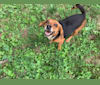 Eve, a Beagle tested with EmbarkVet.com