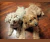 Penrod, a Poodle (Small) and Chow Chow mix tested with EmbarkVet.com