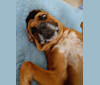 Photo of Sammie, a Beagle, Boxer, Rottweiler, and Golden Retriever mix in Washington D.C., DC, USA