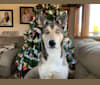 Hermione G Gardner, a Siberian Husky and German Shepherd Dog mix tested with EmbarkVet.com