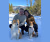 Koda, an American Eskimo Dog and Miniature/MAS-type Australian Shepherd mix tested with EmbarkVet.com