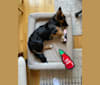 Hodu, a German Shepherd Dog and Australian Shepherd mix tested with EmbarkVet.com
