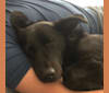 Bella, a German Shepherd Dog and Australian Cattle Dog mix tested with EmbarkVet.com