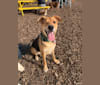 Fetty, a German Shepherd Dog and American Pit Bull Terrier mix tested with EmbarkVet.com