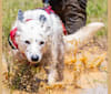 MAXIMILLIAN, a Border Collie (6.1% unresolved) tested with EmbarkVet.com