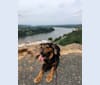 Photo of Hazel, a Chow Chow, Cocker Spaniel, Australian Shepherd, American Pit Bull Terrier, and Mixed mix in Little Rock, Arkansas, USA