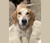 Polly, an American English Coonhound tested with EmbarkVet.com