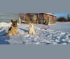 Photo of Valentine, an Alaskan Malamute, Siberian Husky, German Shepherd Dog, and Mixed mix in China