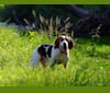 Photo of Gerald, a Treeing Walker Coonhound  in Missouri, USA