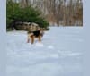 Booker, a Labrador Retriever and Chesapeake Bay Retriever mix tested with EmbarkVet.com
